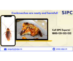 Cockroach Control in Mumbai