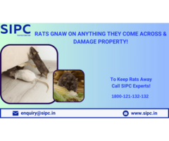 Best Rat control in Hyderabad