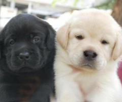 High Quality Labrador Puppies Available