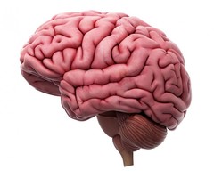 Intelle Brain:boom the oxygen drift to the brain