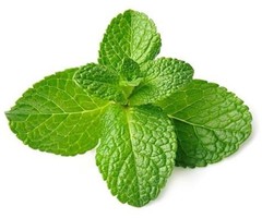 Shop online Farm fresh Mint leaves/Pudina Leaves 1 Bunch | 180-200 Gram