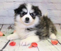 Adorable Pomsky puppies for sale