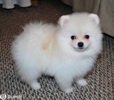 Charming Teacup Pomeranian puppies available for sale