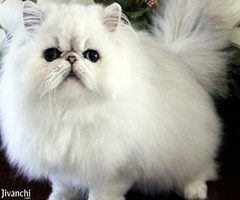 Adorable Persian Kittens available now