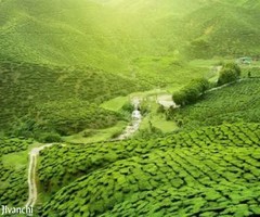 Purchase Tea Garden Sale in Dooars at Best Possible Prices